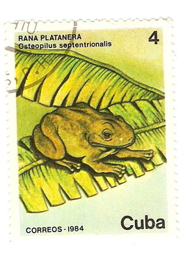 prodam-eksklyuzivnuyu-marku-cuba-correos-rana-platanera-1984g-gash_61596895_1_F.jpg