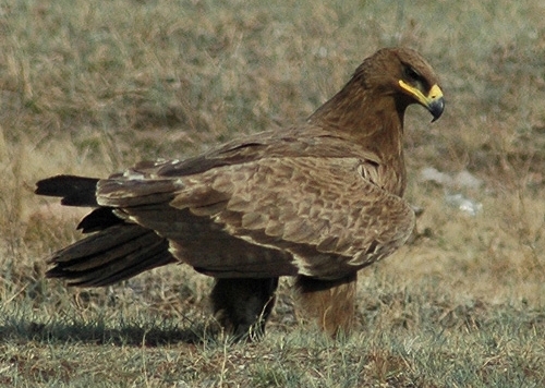 Фото Птицы Казахстана
